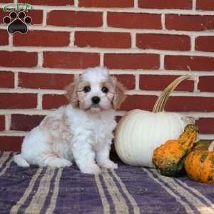 Alice, Cavachon Puppy